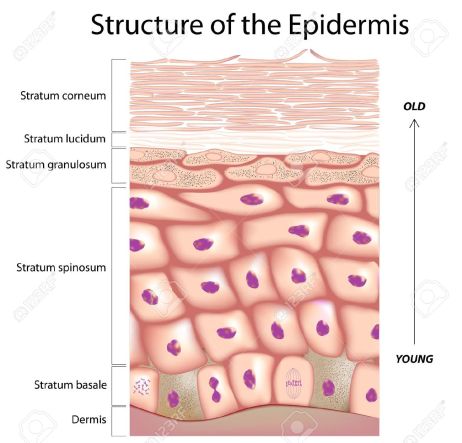 17432855-epidermis-of-the-skin-stock-vector-stratum